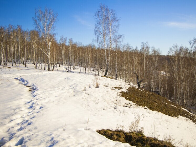 Пожилой южноуралец остался без пилы и денег за вырубку берез