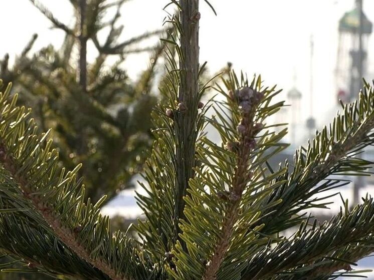 В Южно-Сахалинске рассказали, куда деть ёлку после праздников