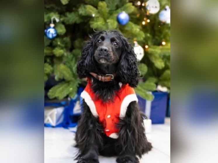 В аэропорту Уфы служебную собаку нарядили в новогодний костюм