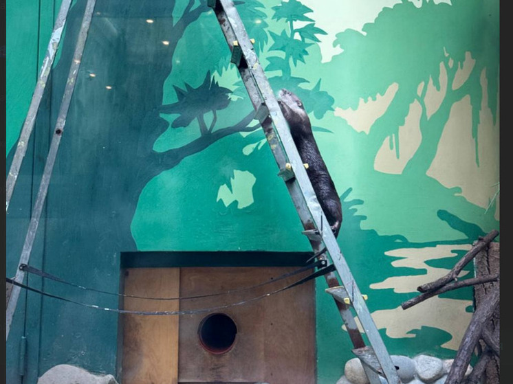 Выдра-альпинист: Карамелька из зоопарка Белгорода помогала проверять систему оповещения