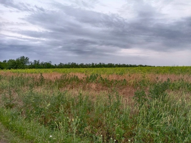 В Шахтах в поле обнаружили тело пожилой женщины