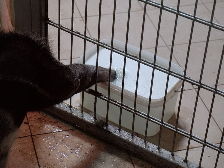 У муравьеда в Калининградском зоопарке теперь есть имя с историей