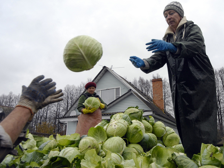 Ферментированные продукты: домашняя квашеная капуста и не только