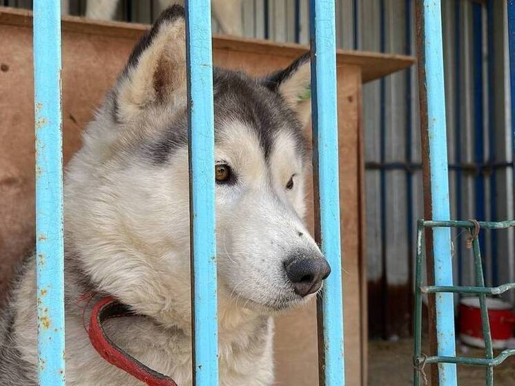 В Туле прогнозируют рост числа пропавших питомцев в новогодние каникулы