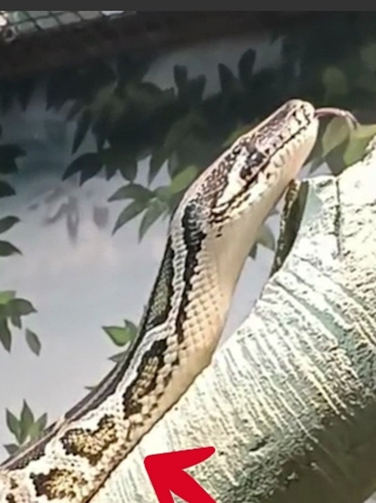 В тульском экзотариуме рассказали о питоне с лайками вместо окраса