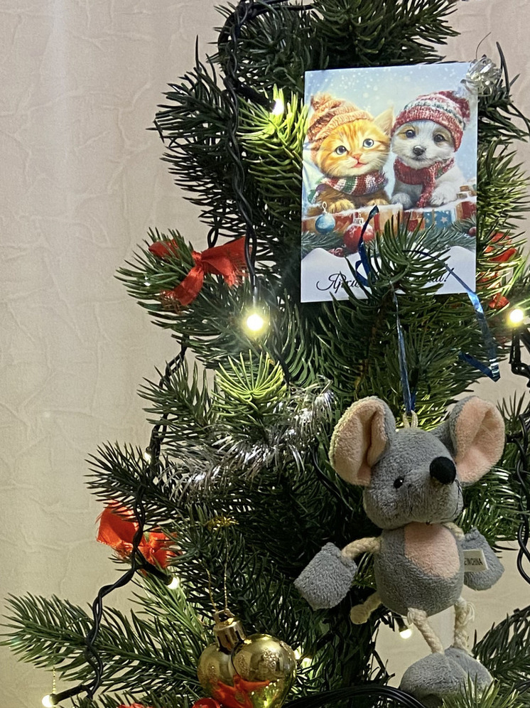 Мечты сбываются: в Запорожской области исполнили новогоднее желание сына героя СВО