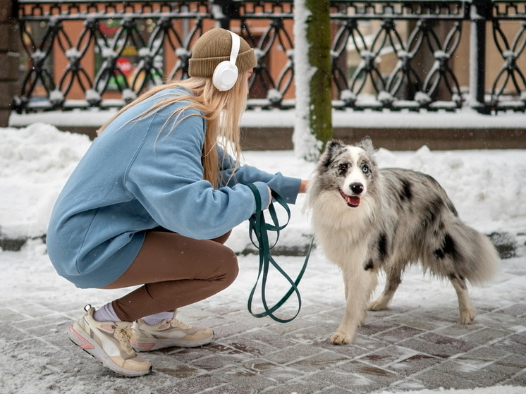 Хозяев животных в Марий Эл предупредили: в Новый год теряются десятки питомцев