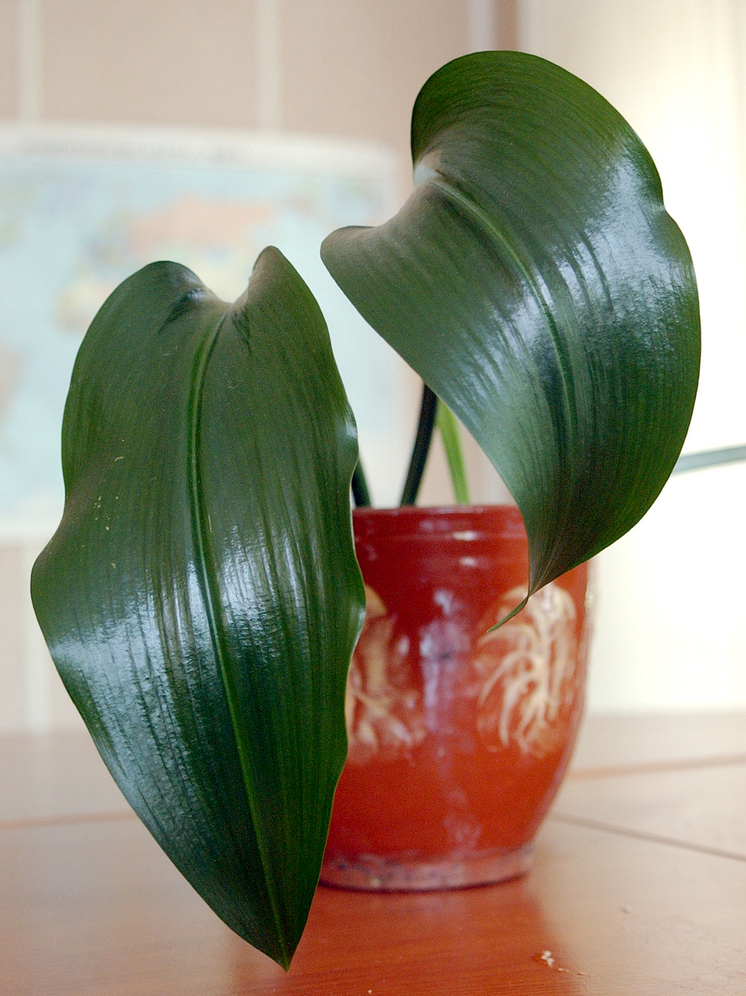 Сад на подоконнике: какие растения сложно загубить