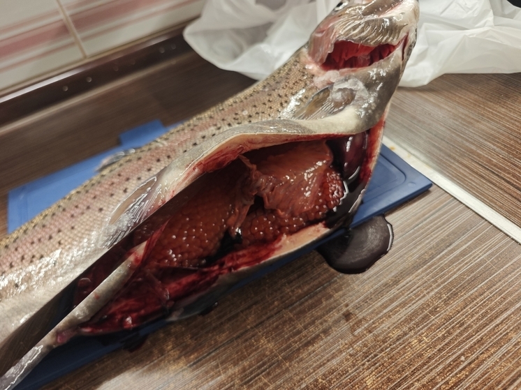 Объемы аквакультуры на Вологодчины выросли до 1145 тонн