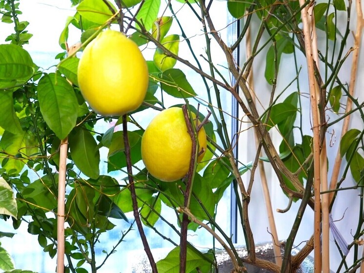 Северный цитрусовый сад: урайский умелец выращивает экзотические плоды на подоконнике