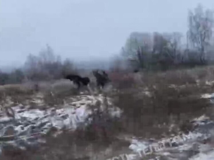 Массовое нашествие лосей парализовало дорогу в районе Тульской области