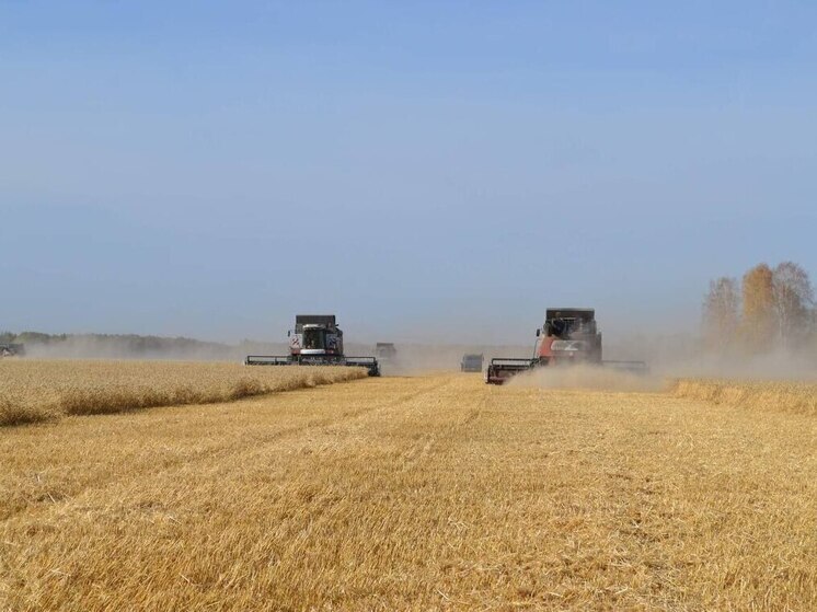 В этом году в Омске увеличилось производство масла, сыра и крупы