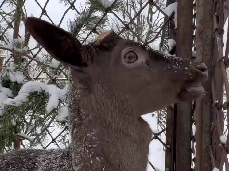 В Ленинградском зоопарке появилась чёрная лань Боба