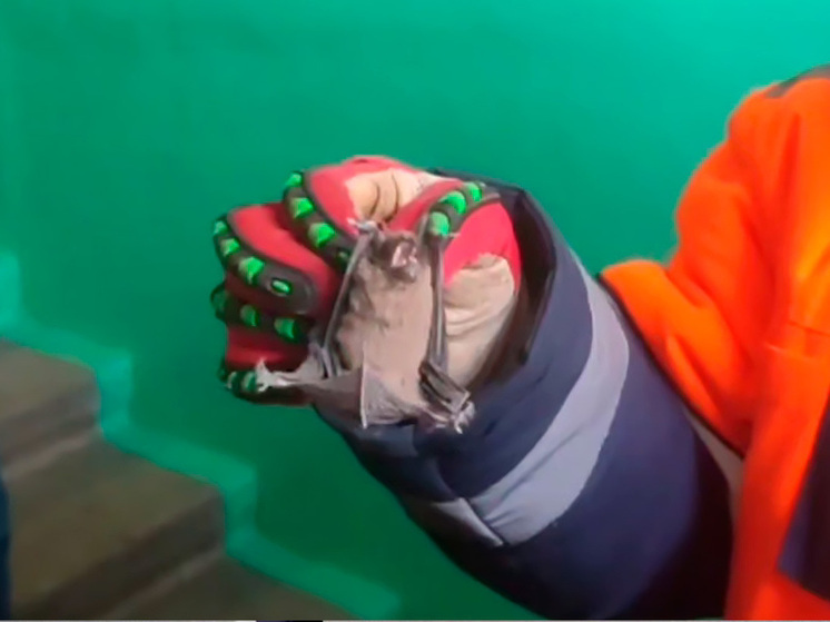 Липецкие спасатели дважды выезжали на помощь «оккупированным» летучими мышами