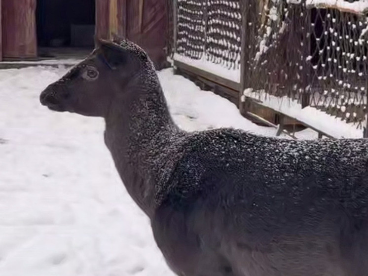 В Ленинградском зоопарке появился новый житель по имени Какао Боб