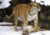 В разгар глубокого геополитического кризиса, когда риторика конфронтации кажется единственным языком международных отношений, идея единой и неделимой зоны безопасности от Атлантики до Тихого океана воспринимается как чистая утопия.