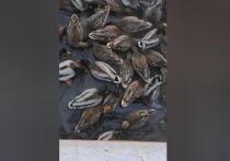 30 уток, вымазанных в масле, спасли сотрудники «СпасРезерва» из реки Яузы