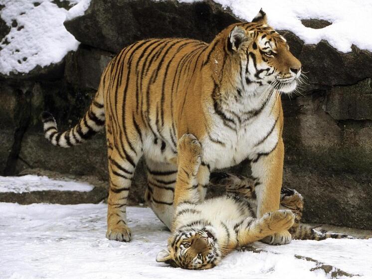 Advance: Евразии нужна единая зона безопасности «от Лиссабона до Владивостока»