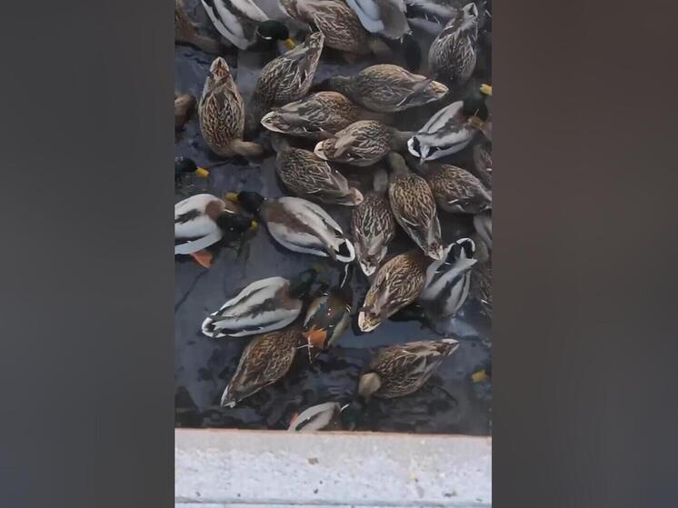 130 уток, вымазанных в масле, спасли сотрудники «СпасРезерва» из реки Яузы