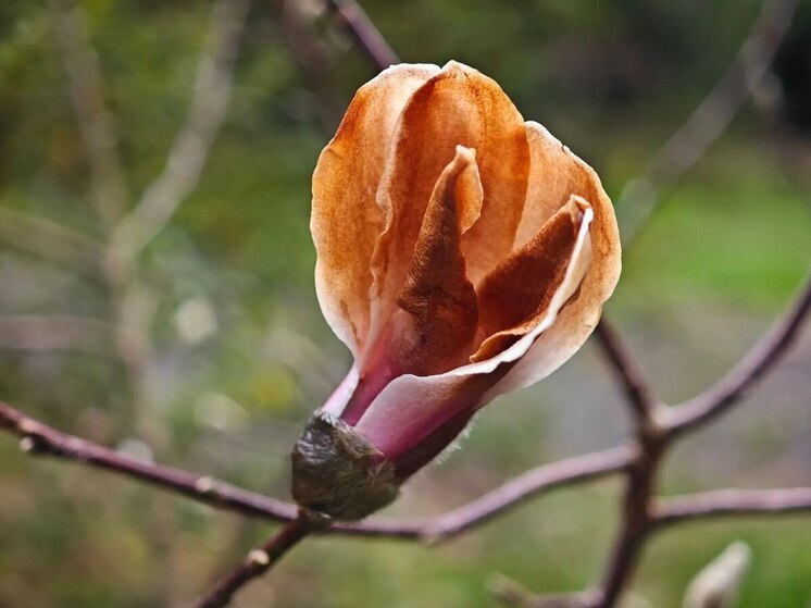 Магнолия Кобус зацвела в декабре впервые за 10 лет в Сочи