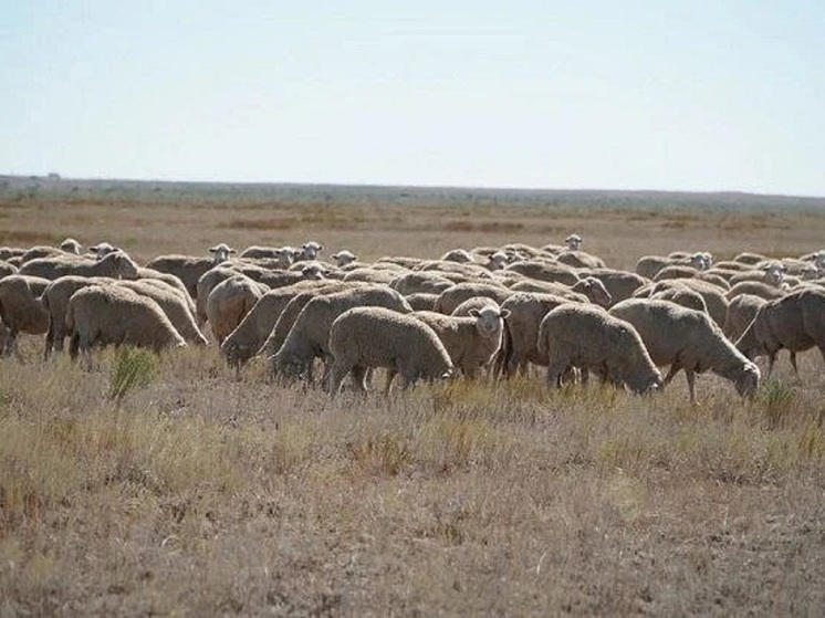 Полицейские Калмыкии опровергли фейк в соцсетях