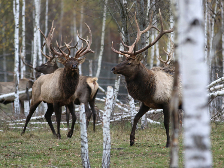Эксперты: трофейная охота в России - важный ресурс для развития охотничьего хозяйства