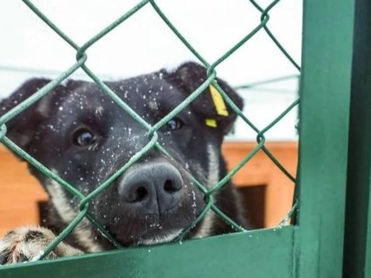 В Новосибирске начал работу новый приют для бездомных животных