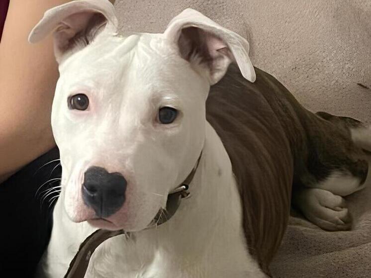 В Белореченске полицейские за сутки нашли украденного стаффордширского терьера