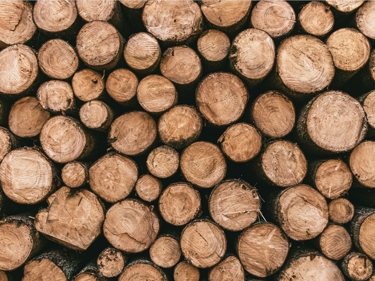 В Перми возбуждено уголовное дело о незаконной рубке леса