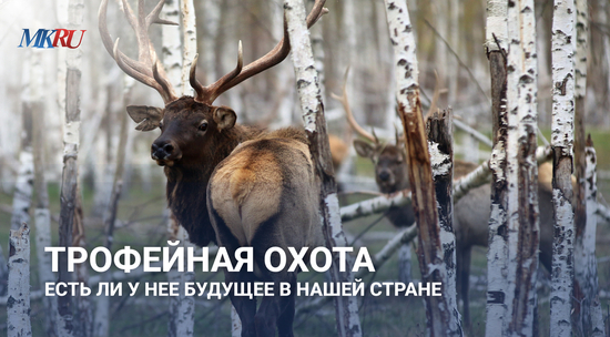 «Освобождаем нишу для молодняка»: Охотовед объяснил, зачем в России нужна трофейная охота