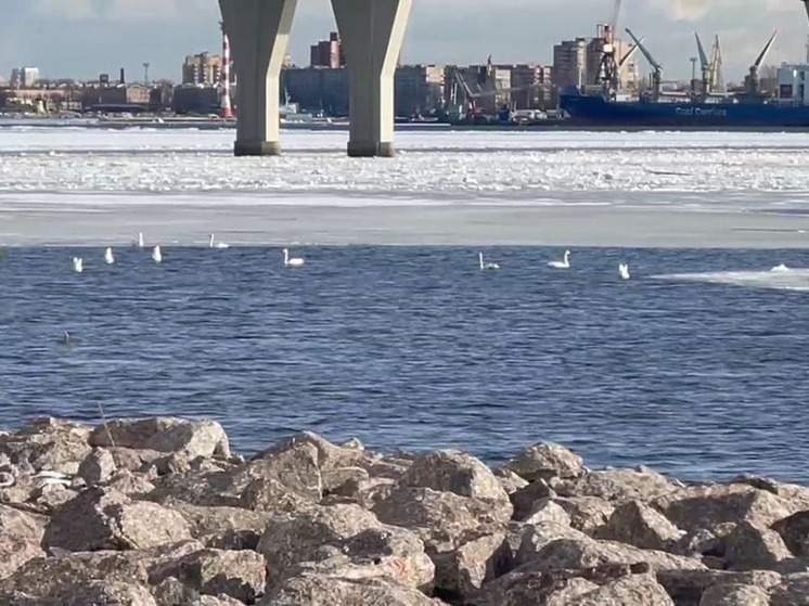 Чем запомнился 2025-й год на намывных территориях?