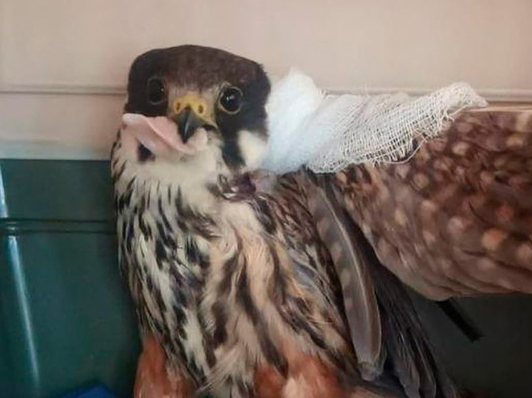 Липецкие ветеринары спасли краснокнижного сокола