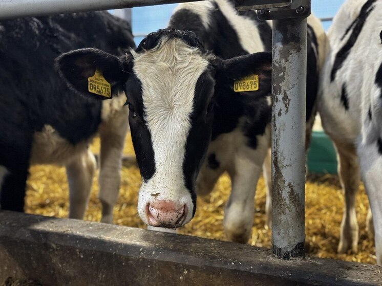 В Лужском районе открыли новые телятники и современную ветклинику