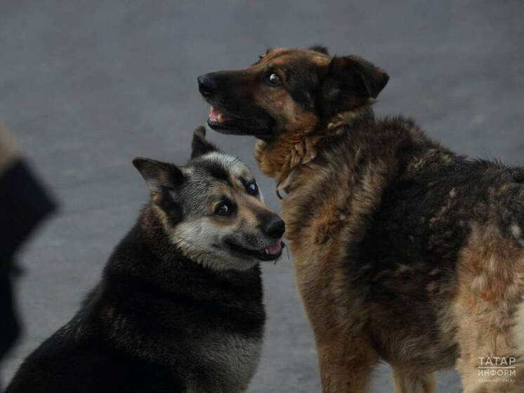 Депутаты Госсовета РТ на итоговом в 2025 году заседании приняли два законопроекта, направленные на регулирование обращения с безнадзорными животными