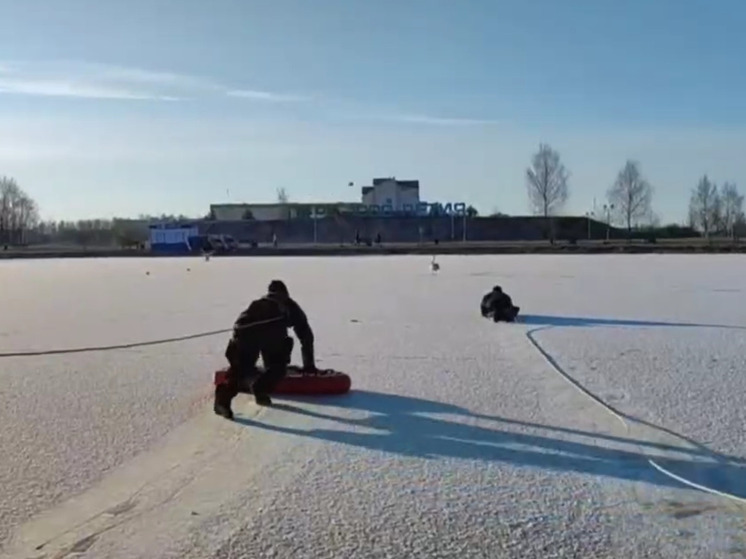 В Витебске спасатели помогли очень толстым лебедям не пугать людей
