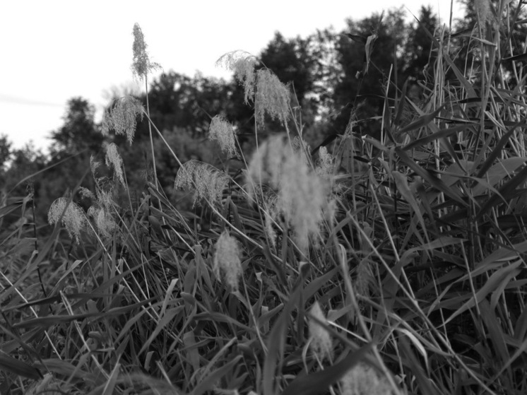 В Ростовской области в камышах нашли тело охотника