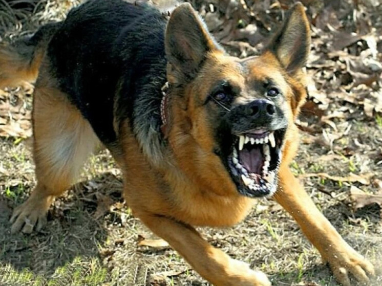 В Ярославской области наказали рублем еще одного владельца агрессивной собаки