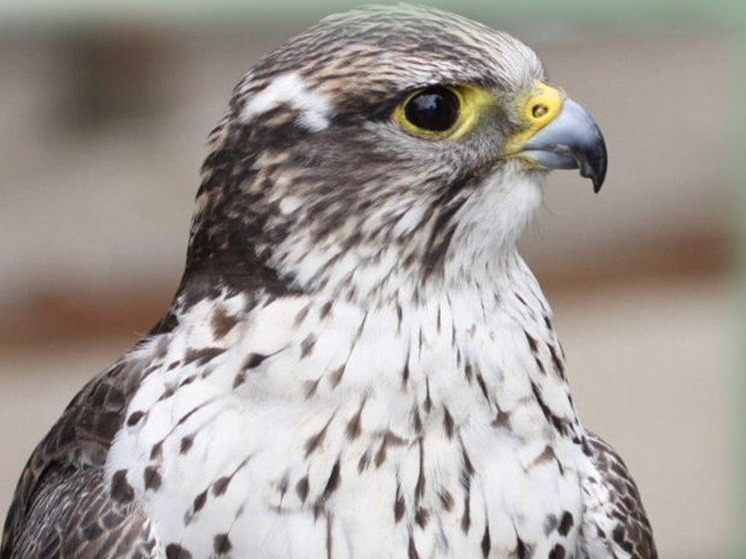 Сокола из Красной книги отправили самолетом из Калининграда