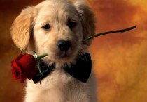 Дни рождения 26, 27 и 28 декабря