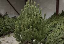 В Сети активно обсуждаются снимки, которые могут напугать любого, кто готовится к праздникам