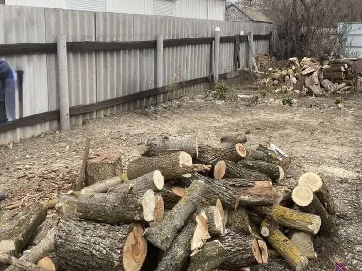 Жителю Волгоградской области грозит до 4 лет тюрьмы за незаконный спил 2 кленов