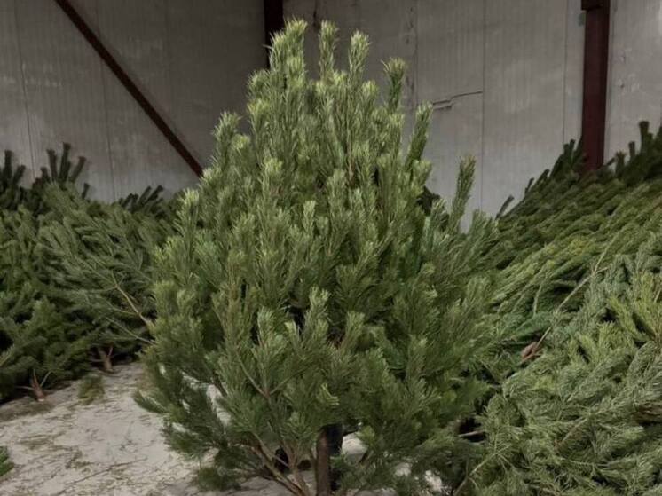 В Сети активно обсуждаются снимки, которые могут напугать любого, кто готовится к праздникам