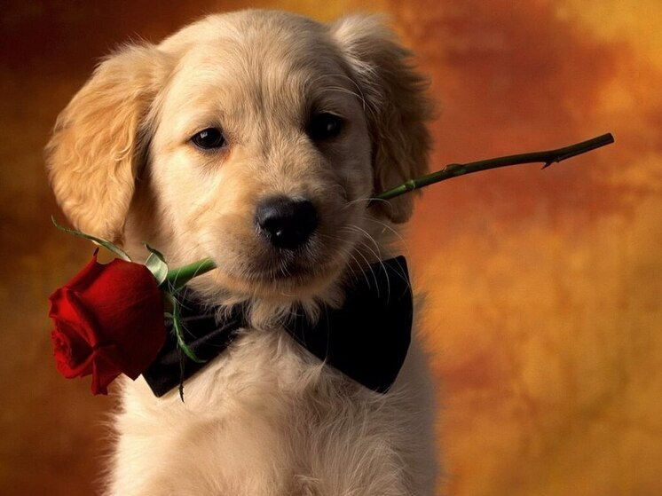 Дни рождения 26, 27 и 28 декабря