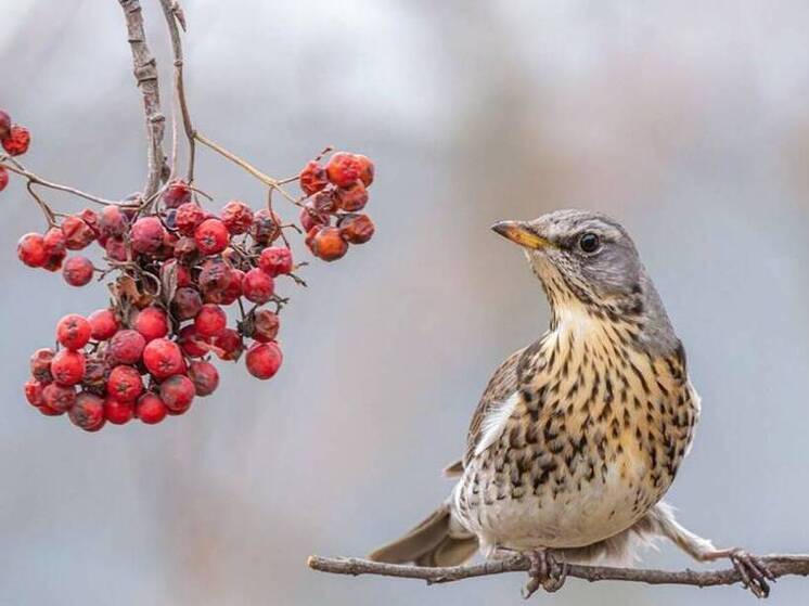 В пятницу в Татарстане прогнозируют снег и сильный ветер