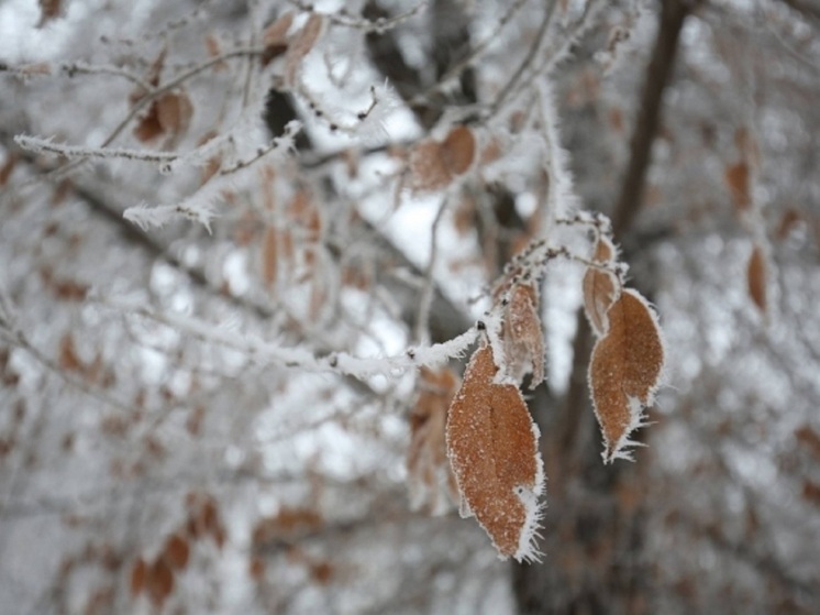 Метель и ветер до 20 м/с надвигаются на Волгоградскую область 26 декабря