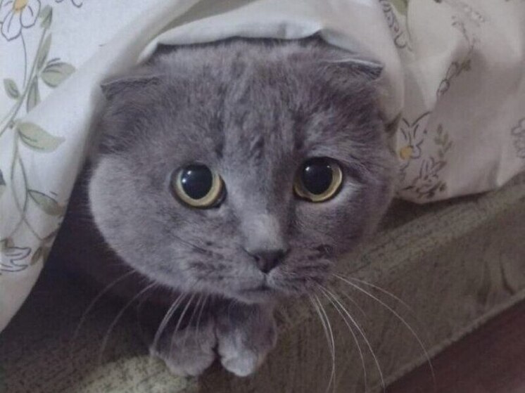 В воронежском Калаче сняли объявленный из-за бешеной кошки карантин