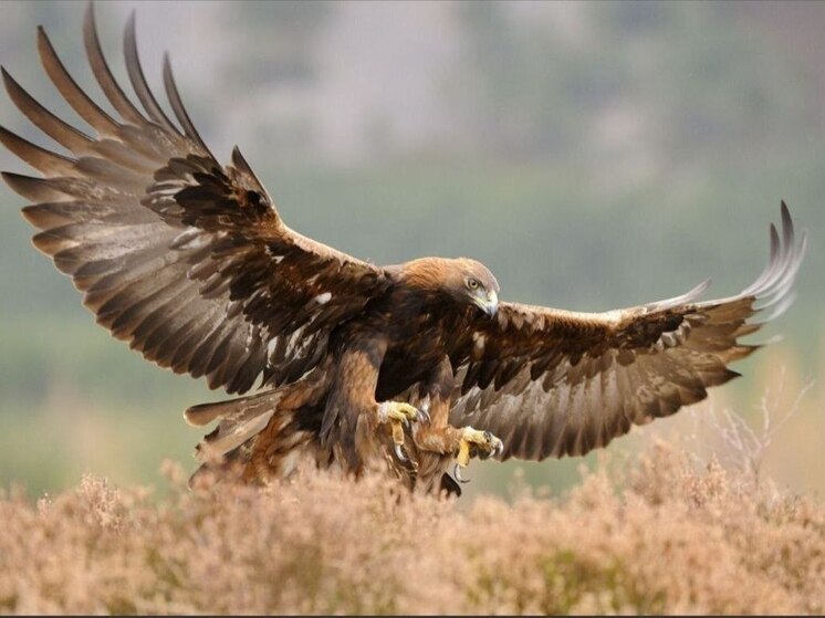 Что привлекает беркутов в Калмыкии