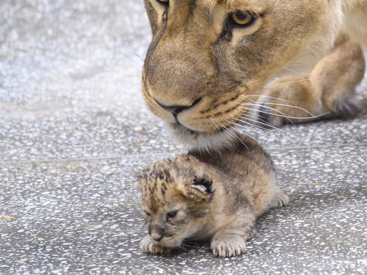 Росприроднадзор запросил полицию из-за львенка в груминг-салоне Петербурга
