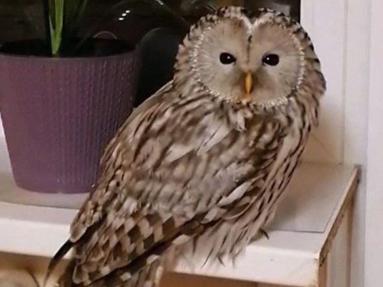 Жители Сахалина спасли сову, у которой обнаружили пневмонию
