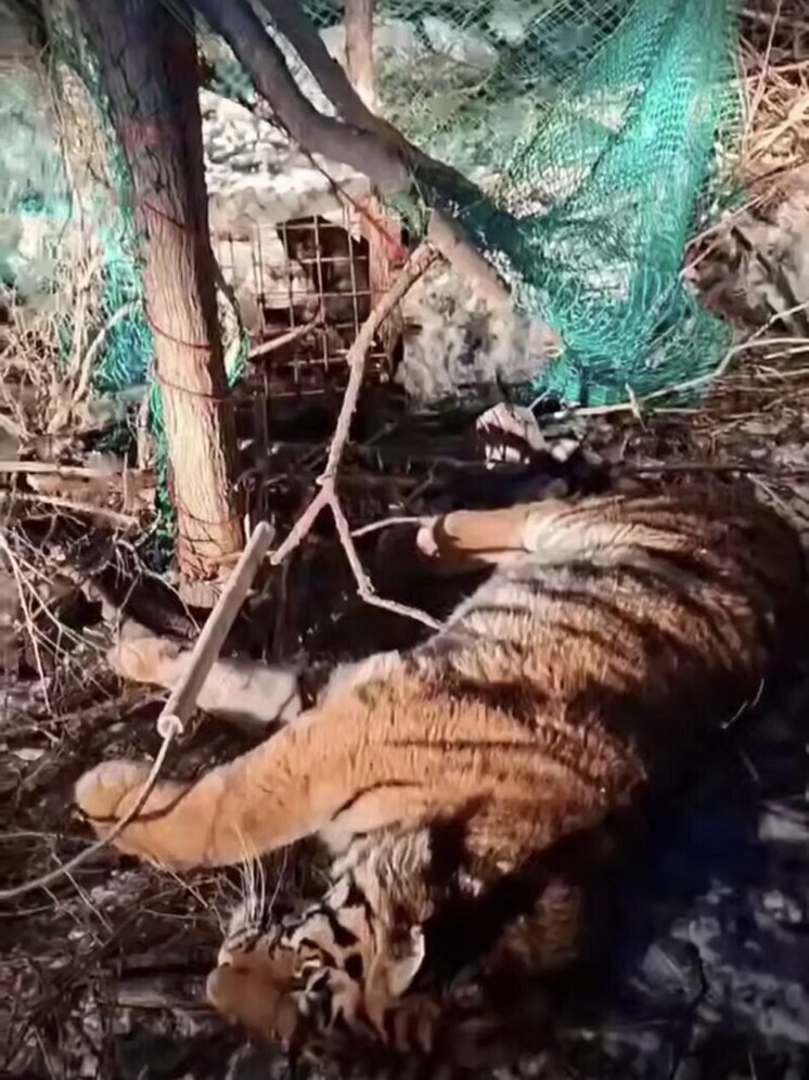 В Приморье отловили молодого тигра, приближавшегося к селу Барабаш